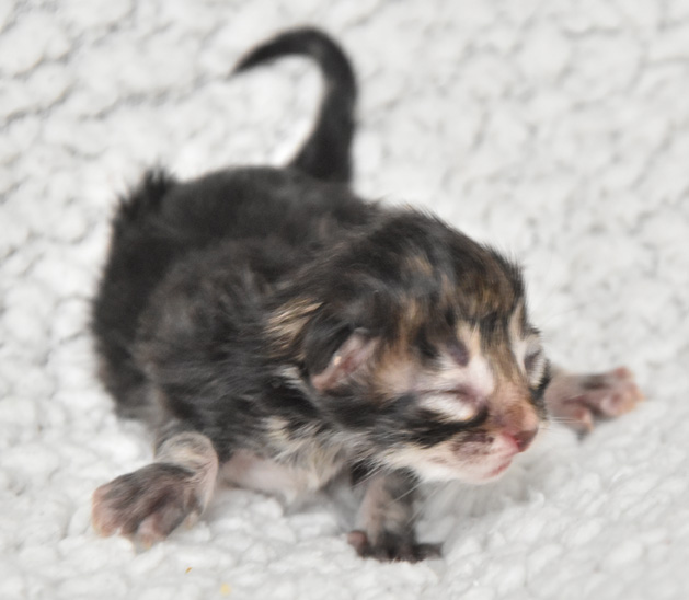 sibirisk kattunge Ohara